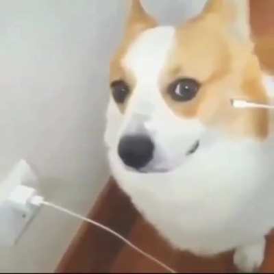 Doggo
