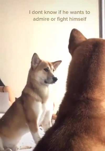 "Yes, I am the a very good boy."