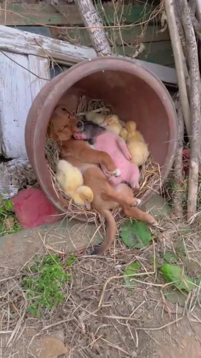 Cute Nap-ocalypse