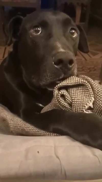 "Did you hear that the neighbors dog is pregnant?"