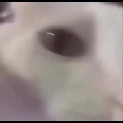 Bailecito