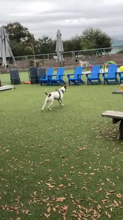 When you don&rsquo;t quite fit in the the popular pack at the dog park, but you try your hardest anyway