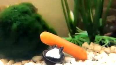 Snail