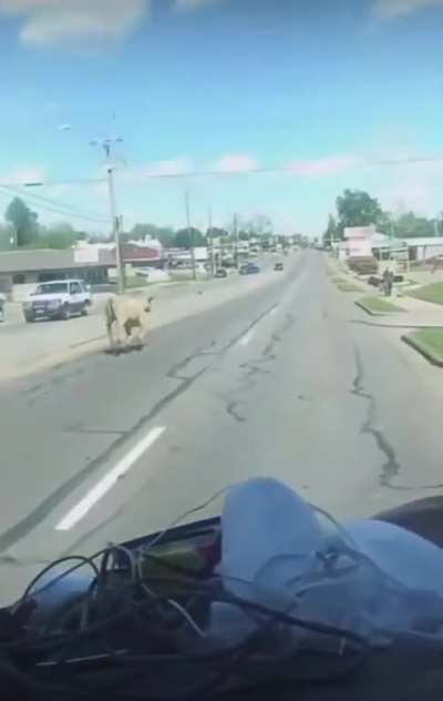 The cow definitely had a vendetta against the man&hellip;