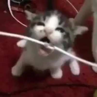 he bited the cord