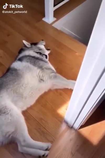 frustrated husky
