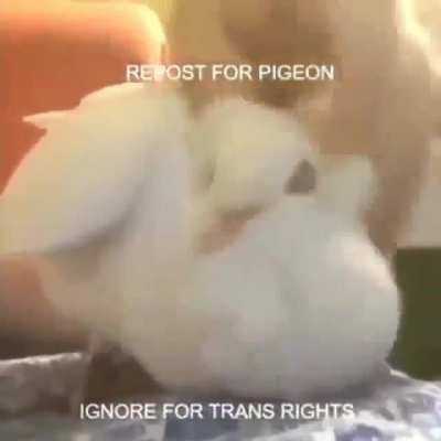 i better repost it