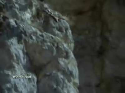 Huge Spanish imperial eagle drags Iberian ibex off a cliff to its death.