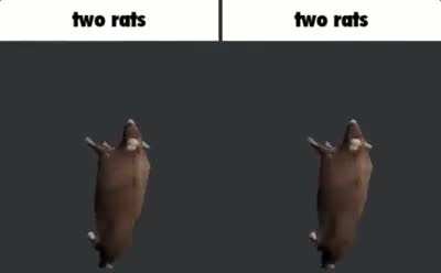 Rats