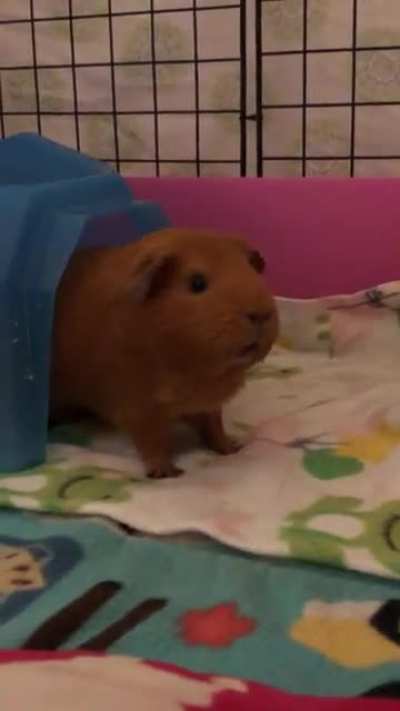 The way Pudding&rsquo;s ears wiggle when she wheeks