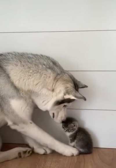 Все любят Котиков