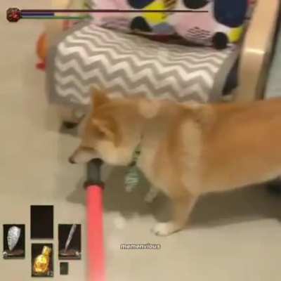 Perro capo