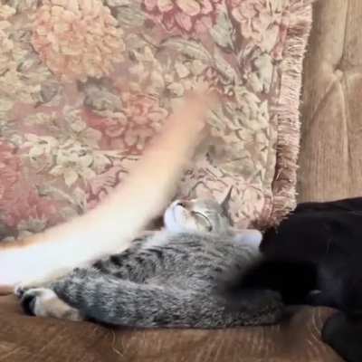 The cat is truly relaxed that those tails have no effect.