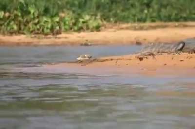 🔥 Jaguar hunting Caiman
