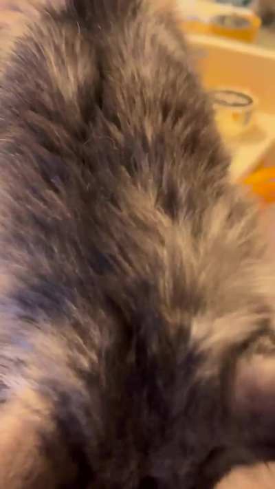 Auggie desperately wants the pets