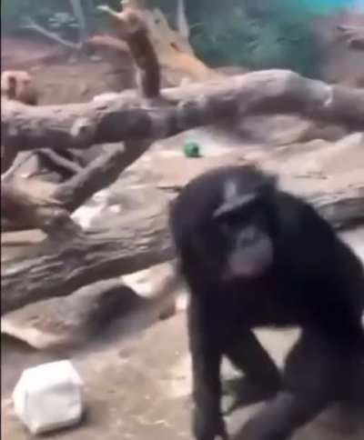 Why are my trips to the zoo always uneventful 