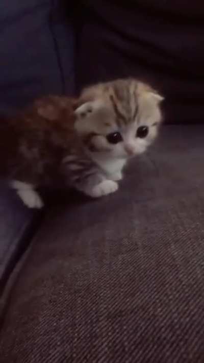 Sweetpea Munchkin