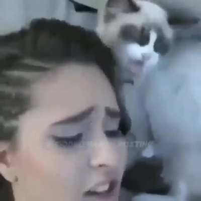 I love cats