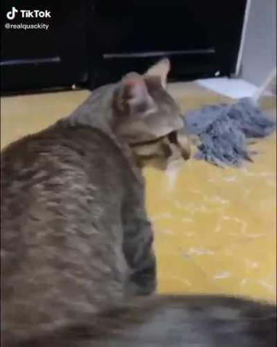 the cat doesn&rsquo;t like it