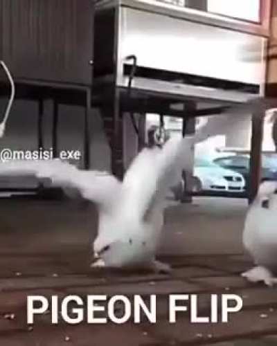 p i g e o n f l i p