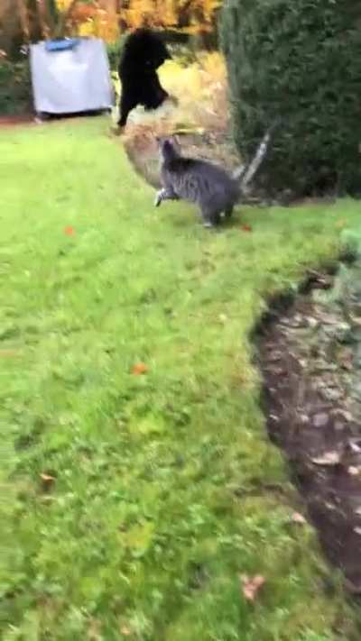 Kung Fu Cat