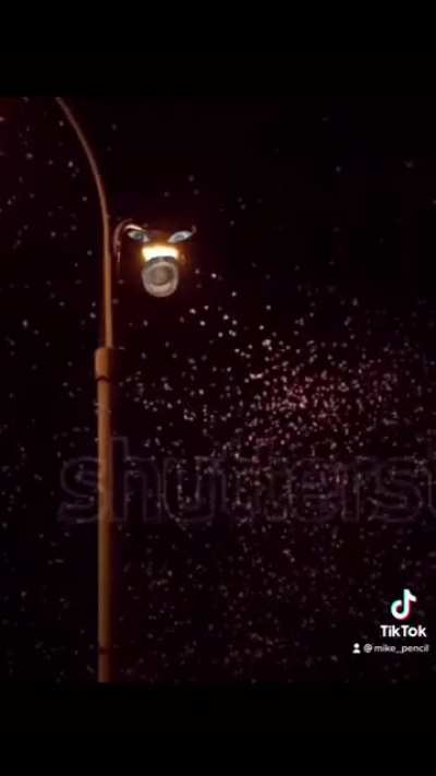 Lamp that&rsquo;s afraid of bugs
