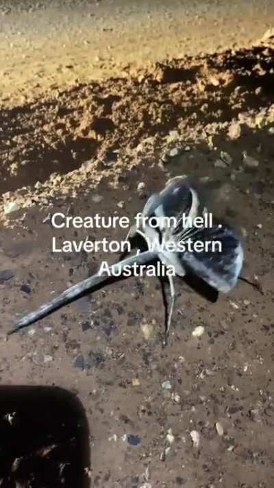 I can't wait to read the usual Aussie comment that say "Oh don't worry it's innocuous I found one right yesterday in one of my shoes..."