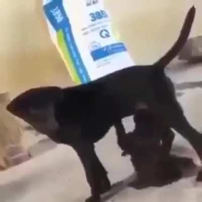 Suck it, bitch!