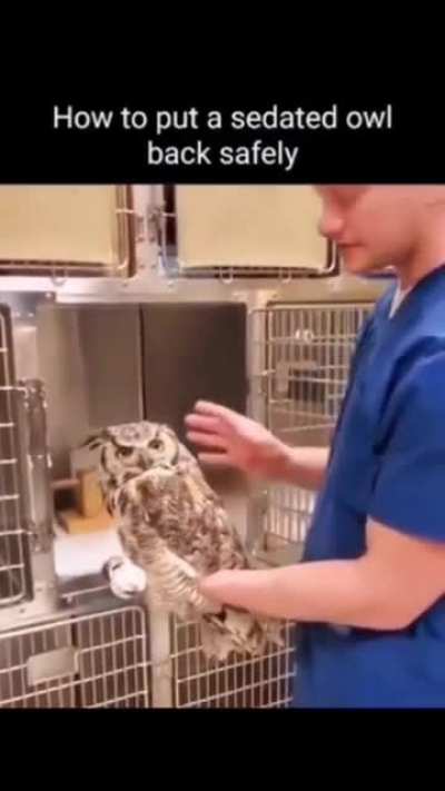 The owl looked offended