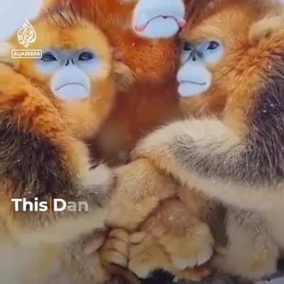 Danish TV compared African footballers to monkeys because some of them hugged their mothers.