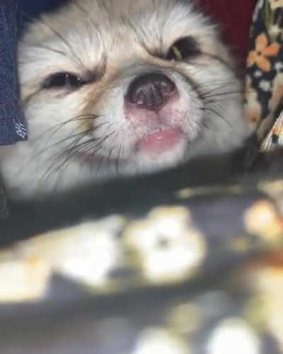 Fen