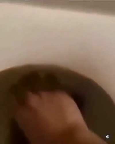 poop