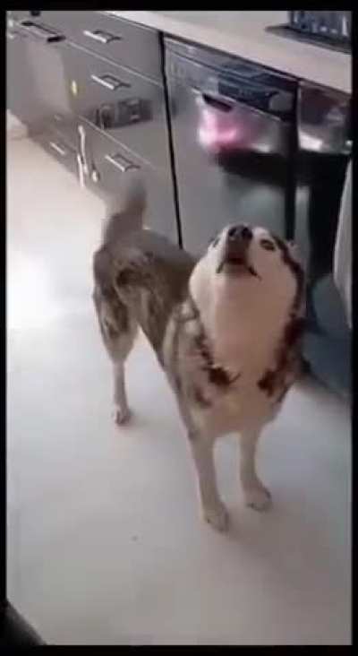 Husky