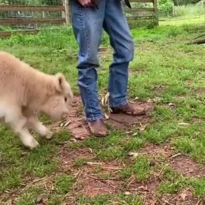 Grass puppy in a good MOOd