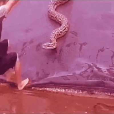 To Catch a Snake
