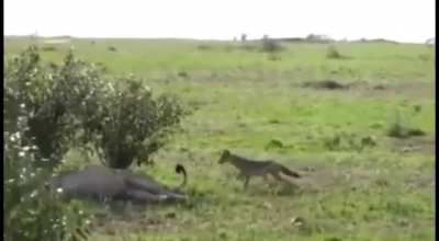 How much do you think he was dared to do it?