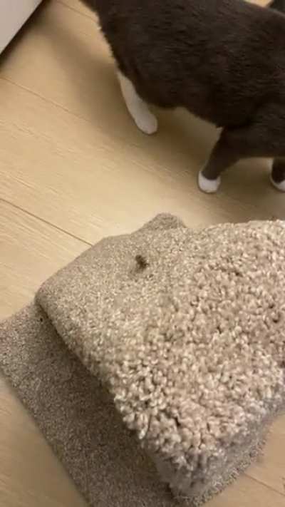 Death by wasp