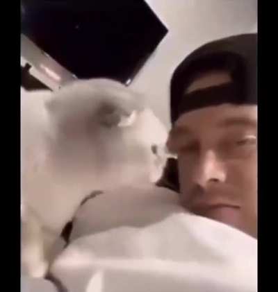Meeeooooo