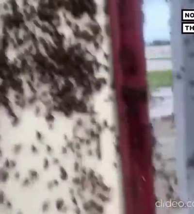 Spiders on a Australian fence.