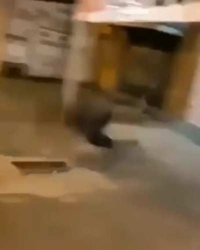 O cara trope&ccedil;ou na linha do Equador