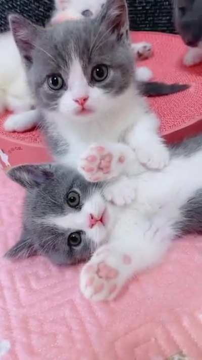 Pink beans