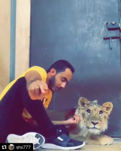 Saudi man trains his pet lion to attack on command.