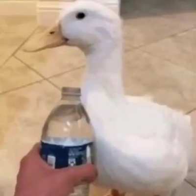 Medo