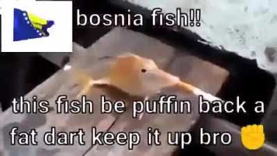 broda bos wizh hav