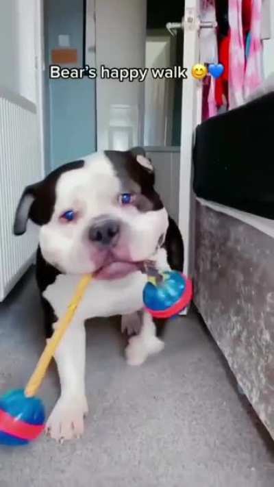 Chonky!