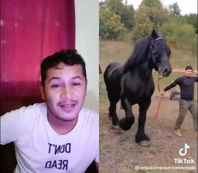 Who&rsquo;s horse is that?