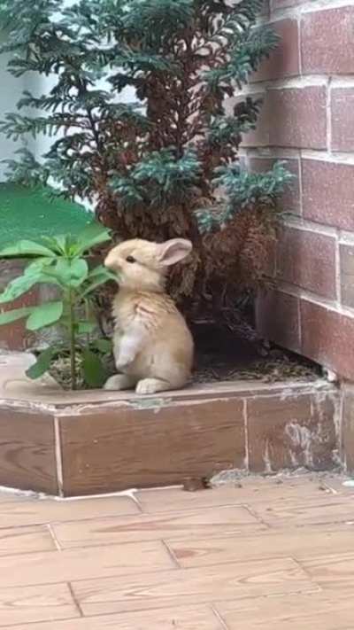 Немного милоты
