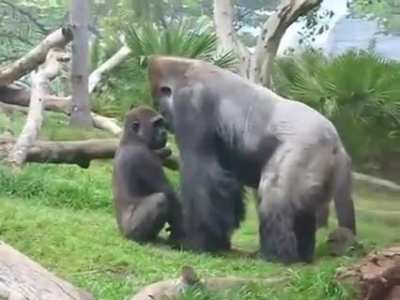 Listen here you little shit