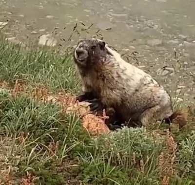 Marmot!