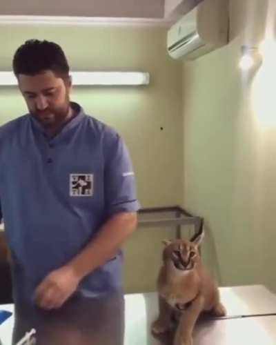 Floppa at the vet